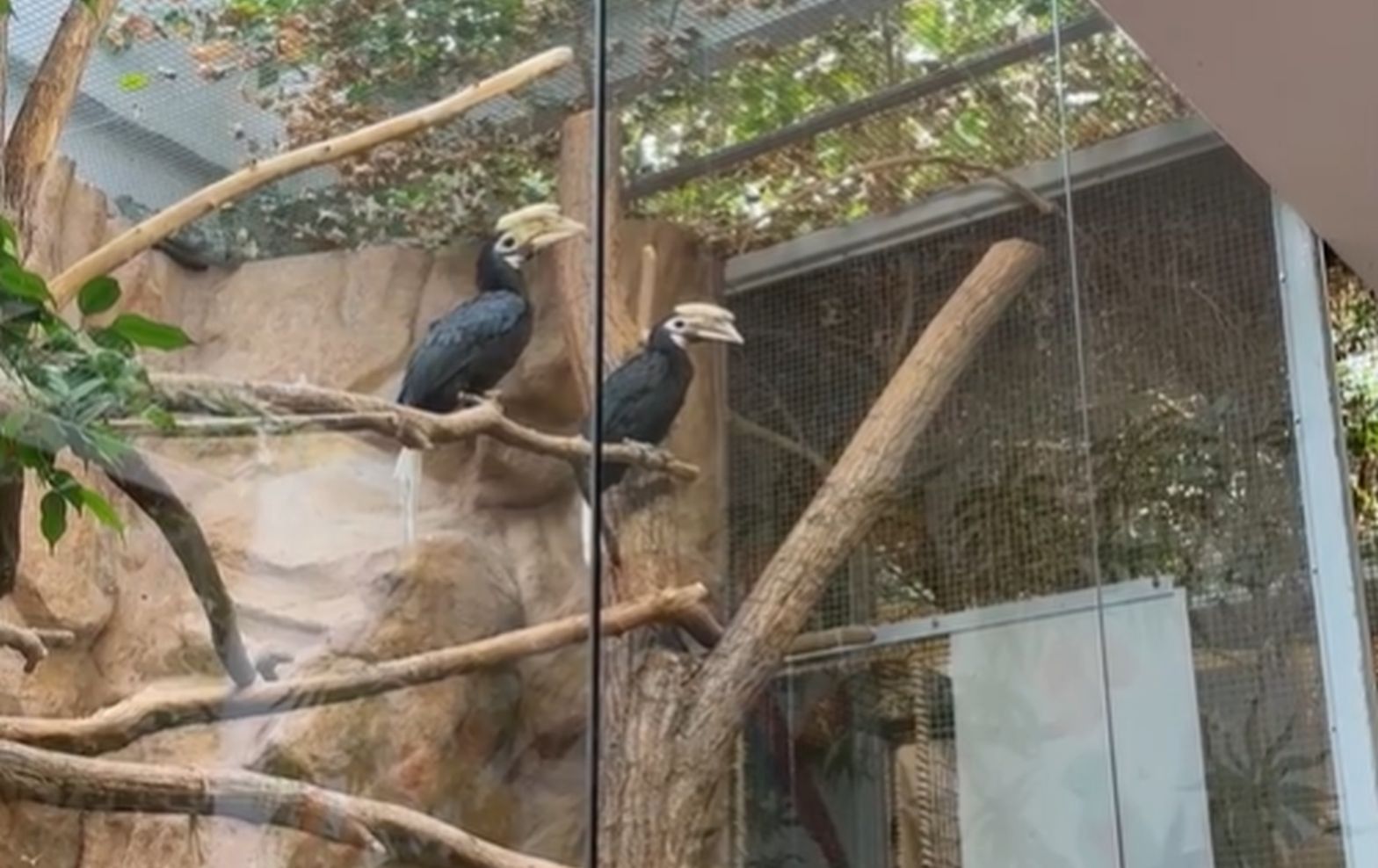 Dzioborożce palawańskie we wrocławskim zoo