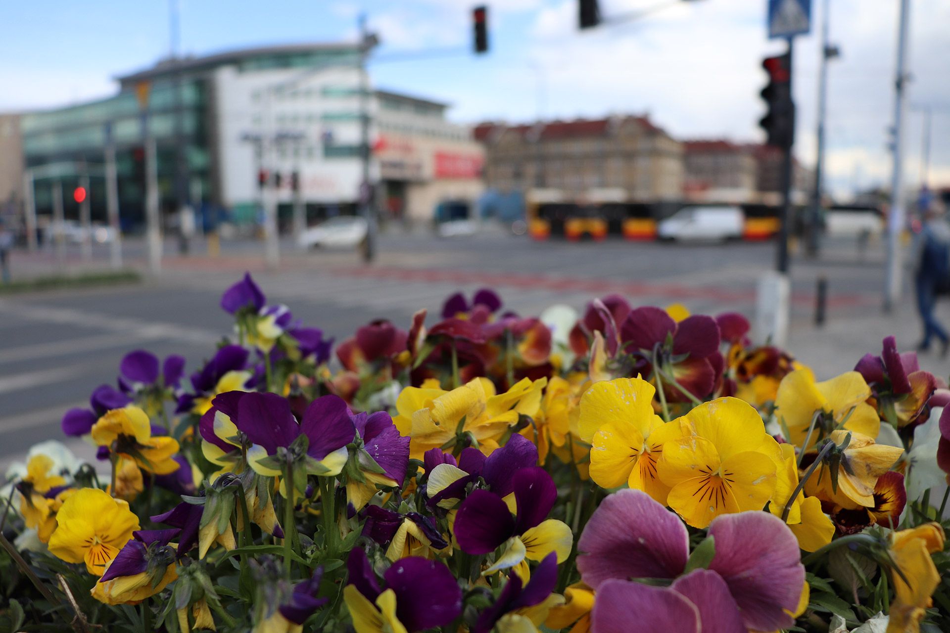 Canon EOS 77D - zaawansowana lustrzanka dla pasjonatów [test] 41