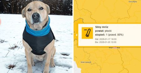 Płockie schronisko pilnie szuka domów tymczasowych. Nadchodzą mrozy – psy potrzebują pomocy