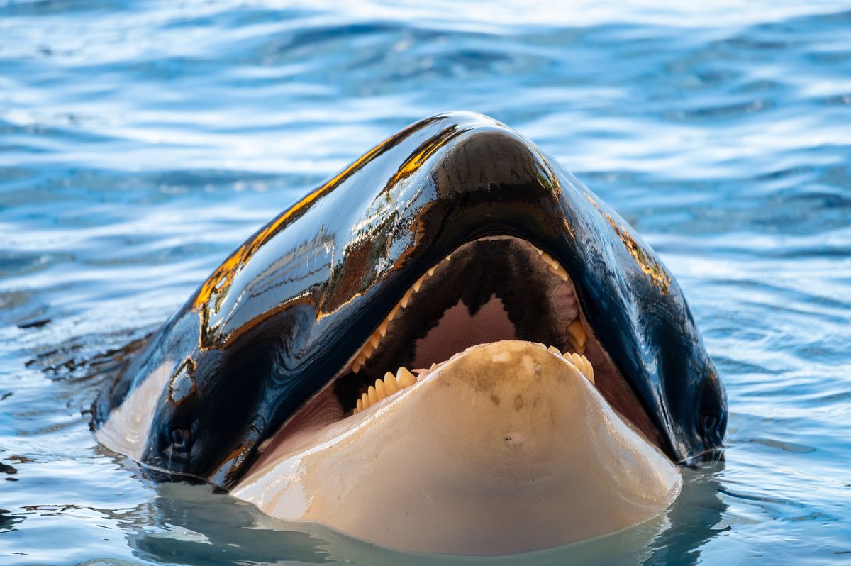 TENERIFE, SPAIN - 2022/05/17: An orca or killer whale (Orcinus orca) showing its teeth pictured in its enclosure at Loro Parque zoo aquarium. (Photo by Marcos del Mazo/LightRocket via Getty Images)