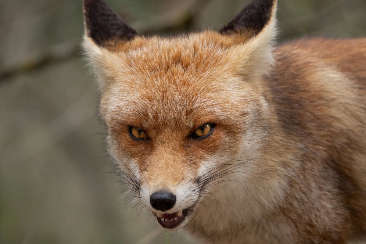 Wścieklizna rozprzestrzenia się w Lubuskiem. Wykryto kolejny przypadek