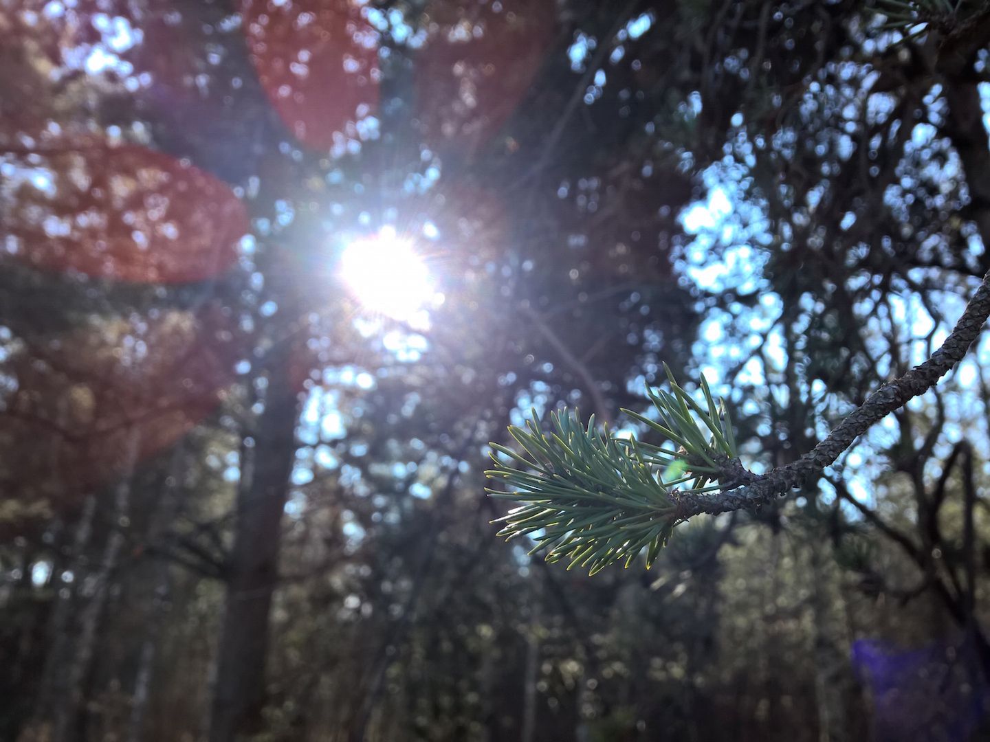 Lumia 930 - test fotograficzny 35