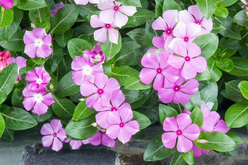 Barwinek może być niebezpieczny dla dzieci