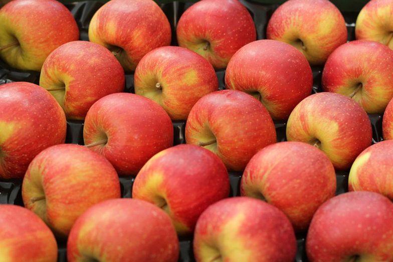Jabłka z Polski. Rynek chiński jest szansą dla sadowników
