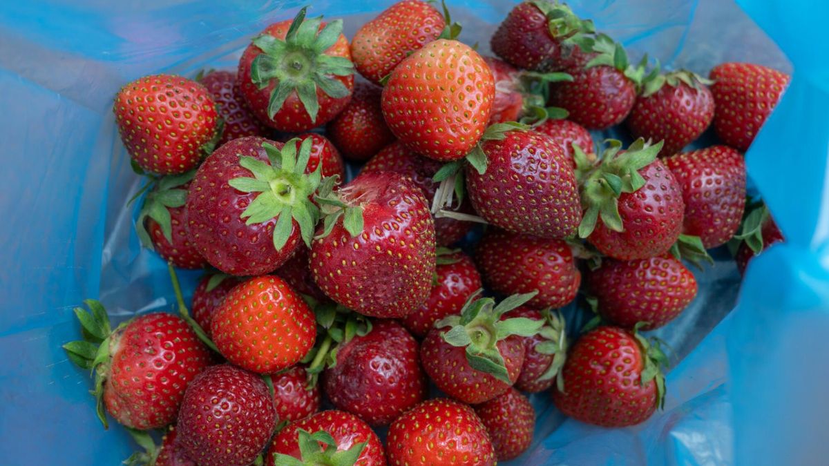 Ważne są trzy rzeczy. Tak odróżnisz polskie truskawki od hiszpańskich