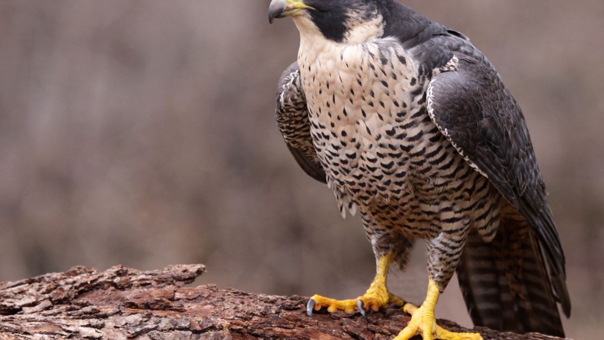 Nie zgadniecie, jaka firma wraca do produkcji smartfonów z mobilnym Windowsem 1