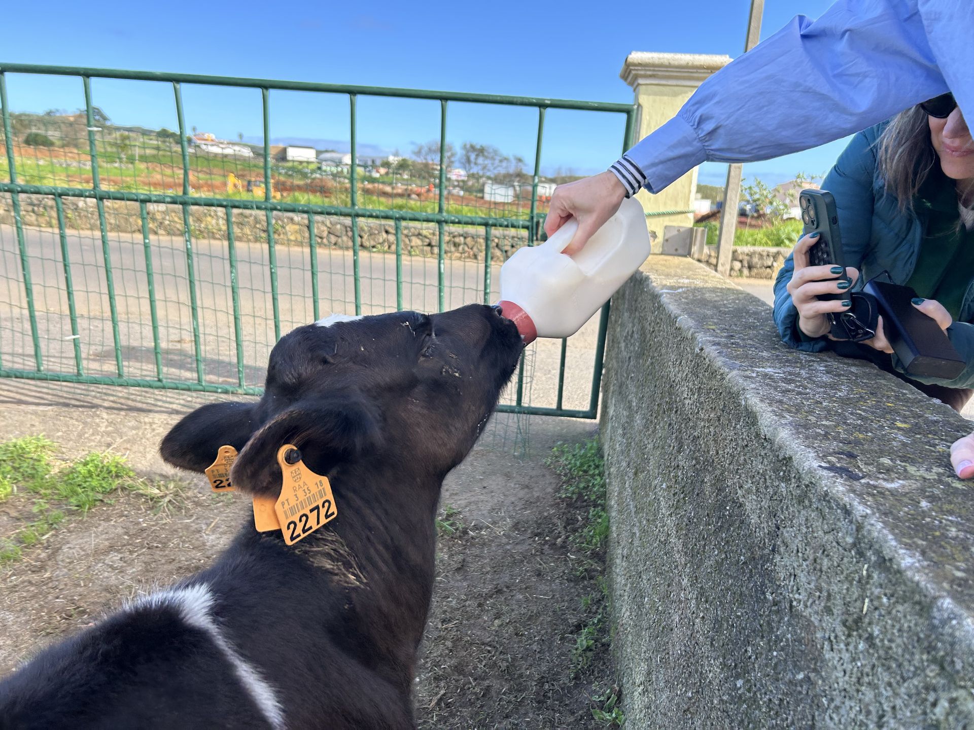 Na Terceirze można spędzić dzień z krowami