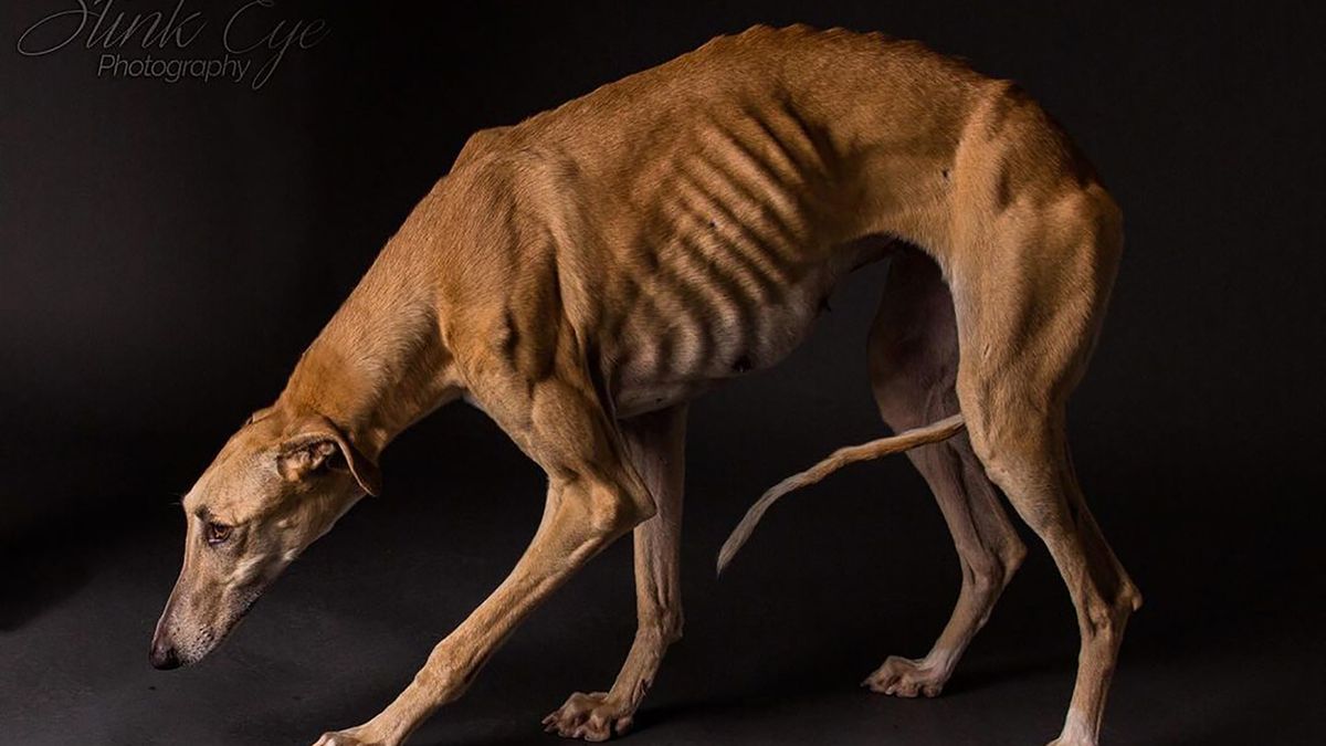 Galgos, czyli wzruszające portrety porzuconych psów myśliwskich z Hiszpanii 1