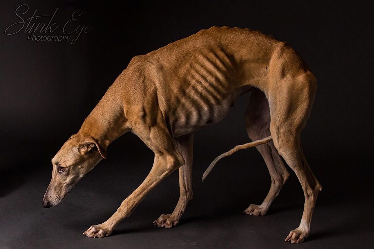 Galgos, czyli wzruszające portrety porzuconych psów myśliwskich z Hiszpanii