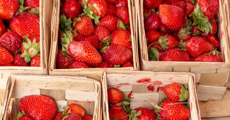 Truskawki będą droższe? Plantator: Wysyp potrwa jeszcze tydzień