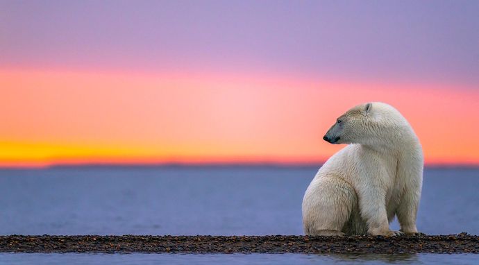 Królestwo niedźwiedzi polarnych