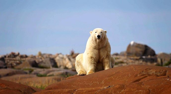 Królestwo niedźwiedzi polarnych