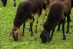 Wyrok ws. przekrętu na owce w Gdańsku. Sąd skazał byłego urzędnika