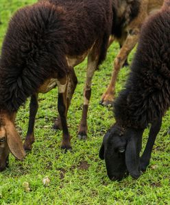 Wyrok ws. przekrętu na owce w Gdańsku. Sąd skazał byłego urzędnika