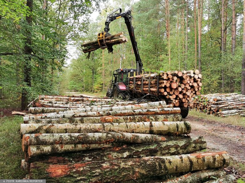 Lasy Państwowe ogłosiły ważną decyzję. Takich terenów będzie więcej