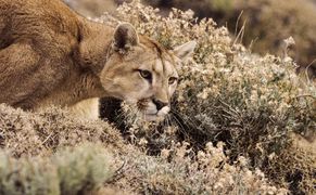 BBC Earth Dziewicze zakątki Ziemi