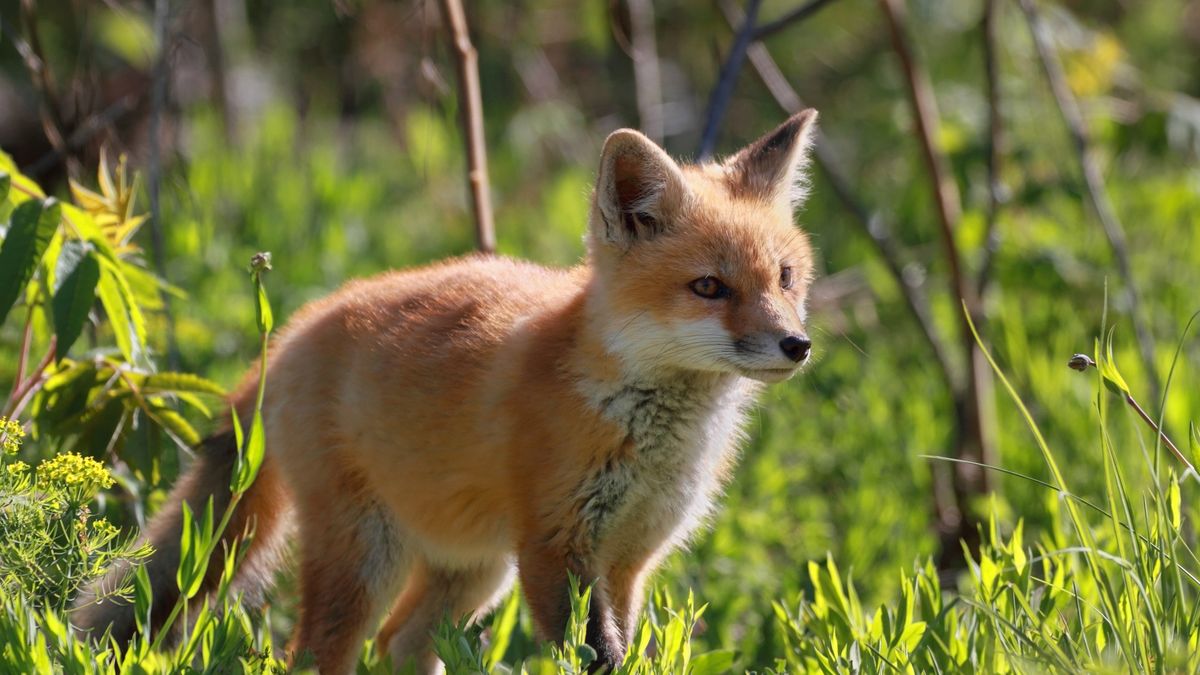 Młody lis z depositphotos