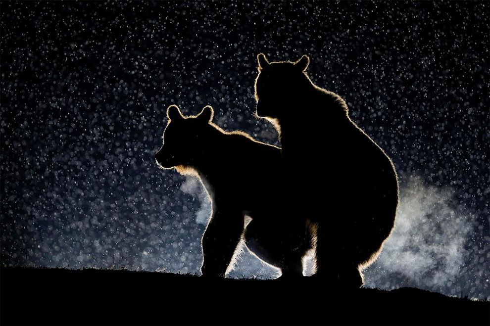 Najzabawniejsze zdjęcia finalistów The Comedy Wildlife Photography Awards 2017 31