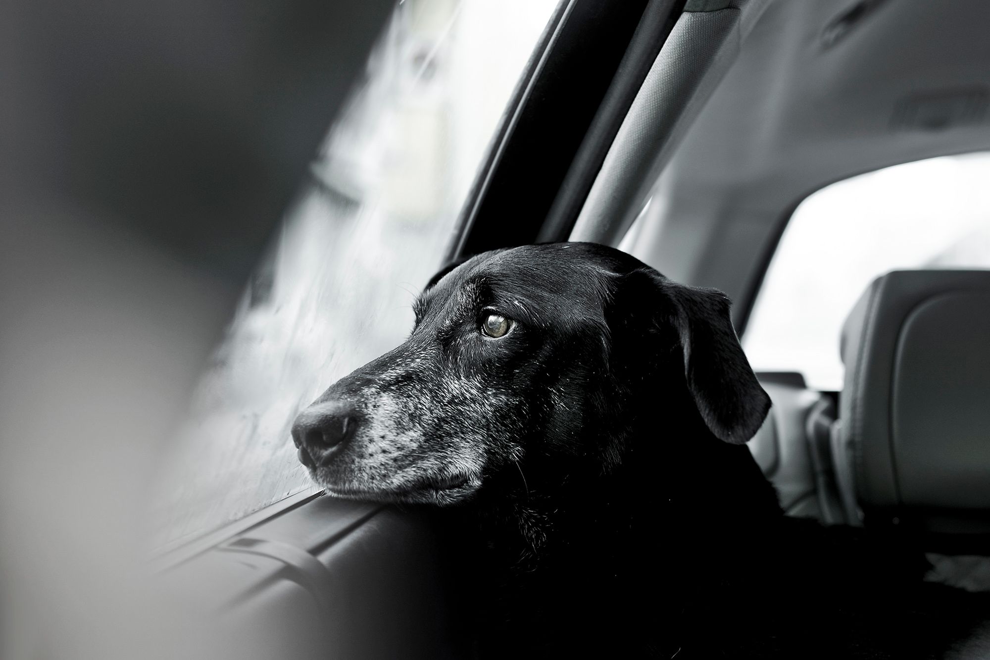 Najpiękniejsze zdjęcia psów w konkursie Dog Photographer of the Year 2018 17