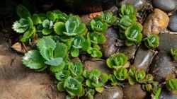 Żyworódka pierzasta (kalanchoe) - zastosowanie, właściwości lecznicze, maść, uprawa