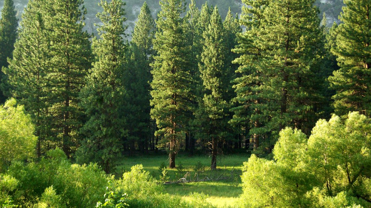 las forest lasy drzewa