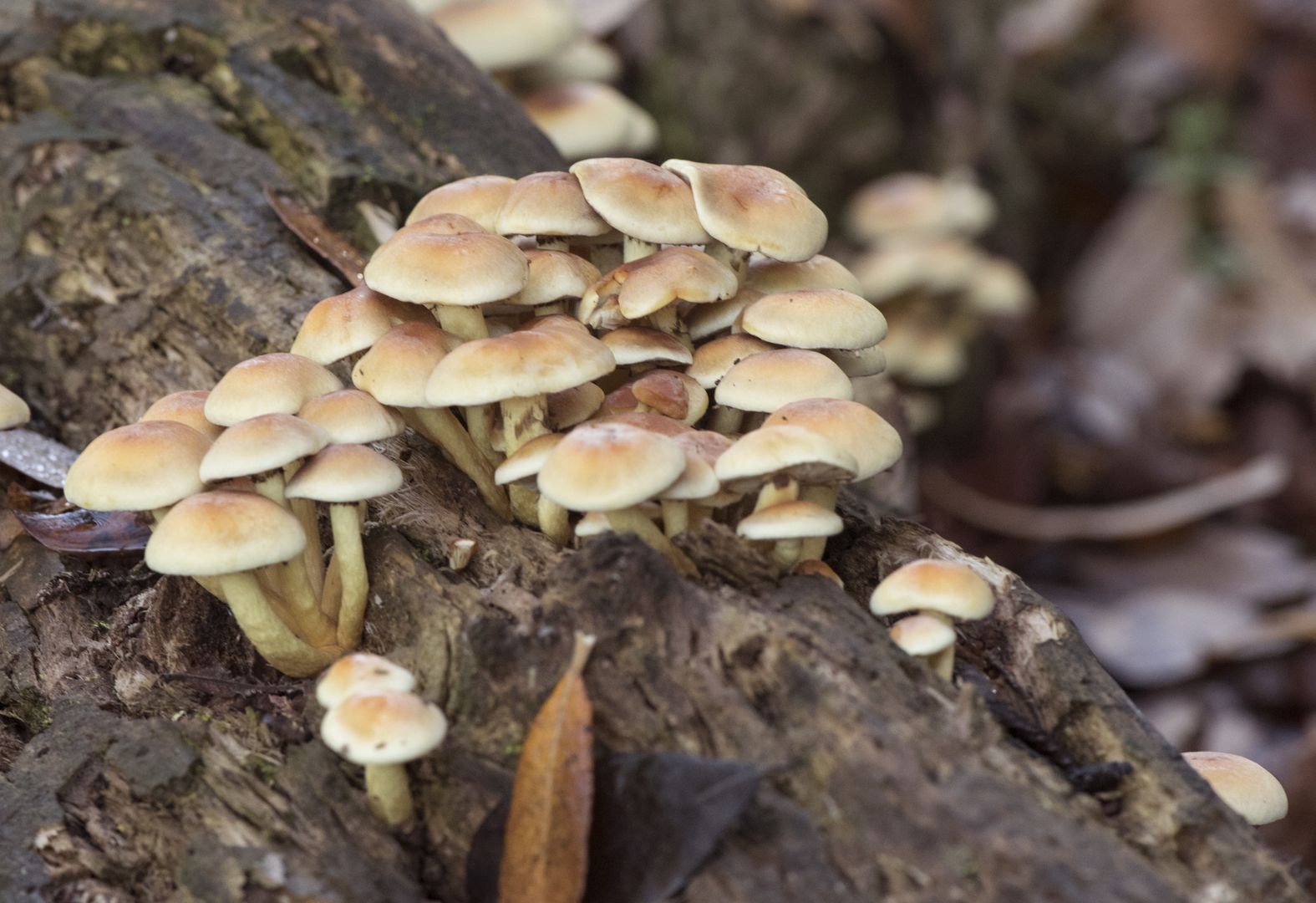 Maślanka wiązkowa (Hypholoma fasciculare)