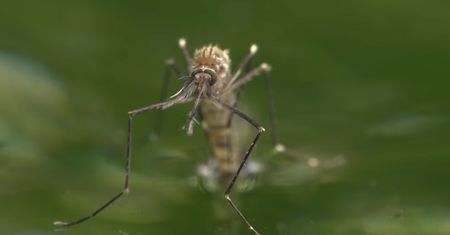 Komary azjatyckie atakują. Hiszpanie mówią o nowym zagrożeniu epidemicznym