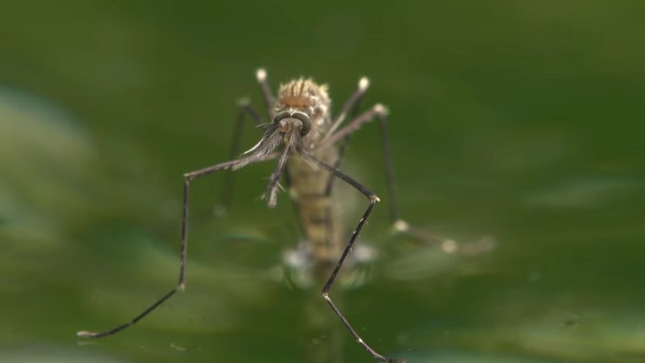 Komary azjatyckie atakują Hiszpanię. Eksperci mówią o zagrożeniu epidemicznym