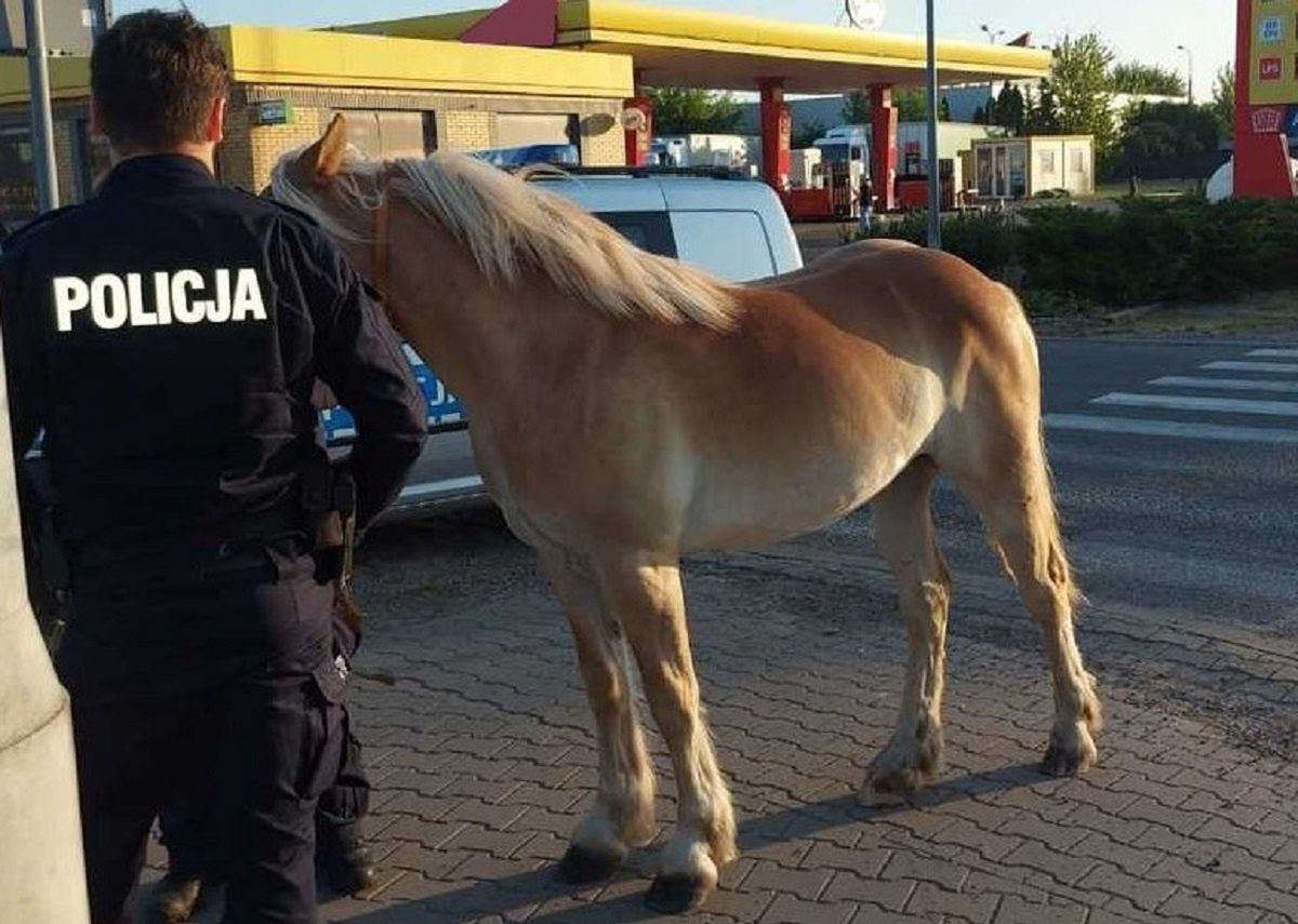 Koń biegł środkiem ulicy. Zareagował policjant