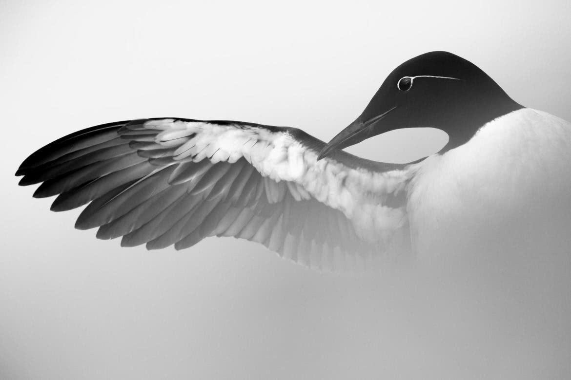 Oto najlepsze zdjęcia ptaków w konkursie Bird Photographer of the Year 2017 21
