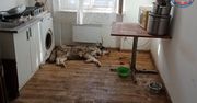 Drastyczne zaniedbanie psa przez 21-latka – brak jedzenia, wody i spacerów zakończony zarzutami.