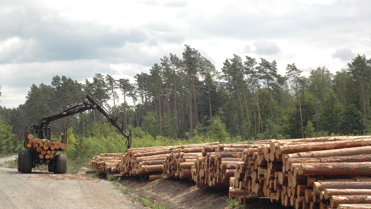 PiS chce zmienić ustawę o lasach. Zamierza powołać inwestora rozwijającego drewniane budownictwo mieszkaniowe