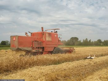Opóźnione żniwa. Rolnicy walczą z pogodą i niskimi plonami
