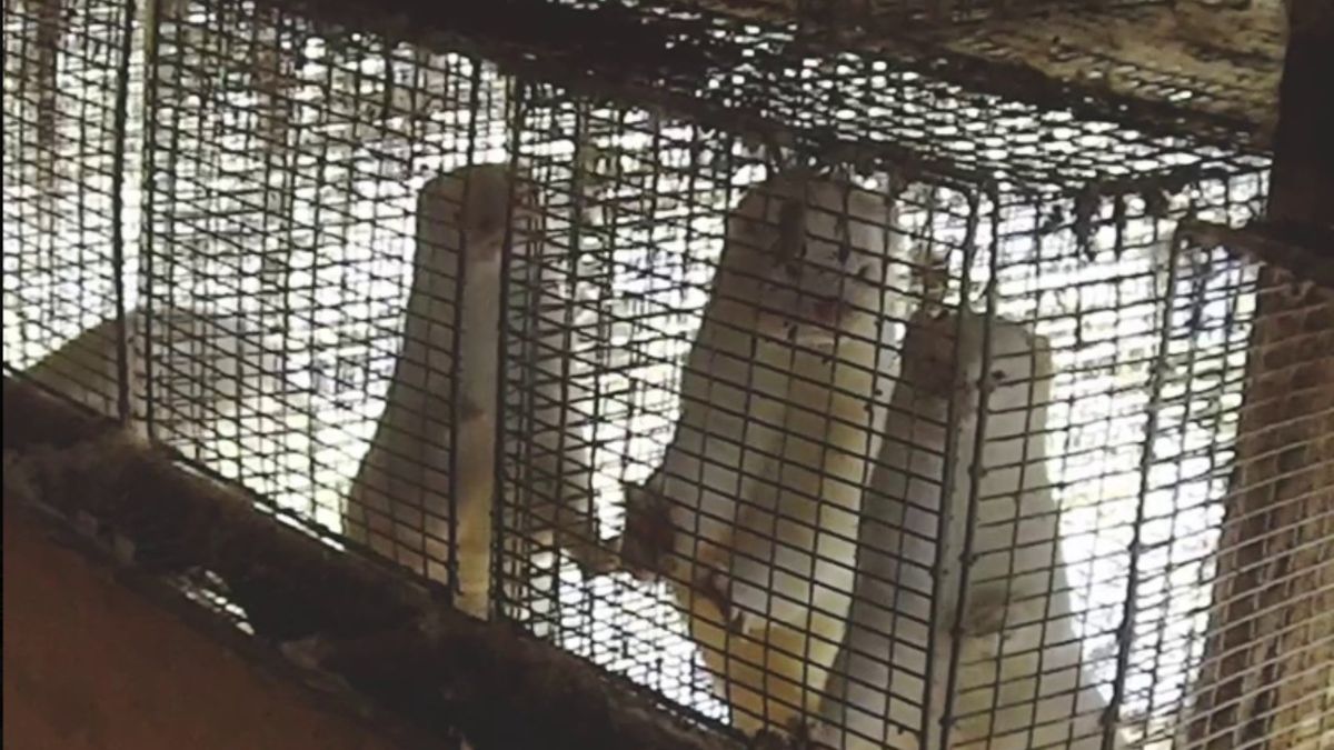 Hodowla norek koło Gorzowa