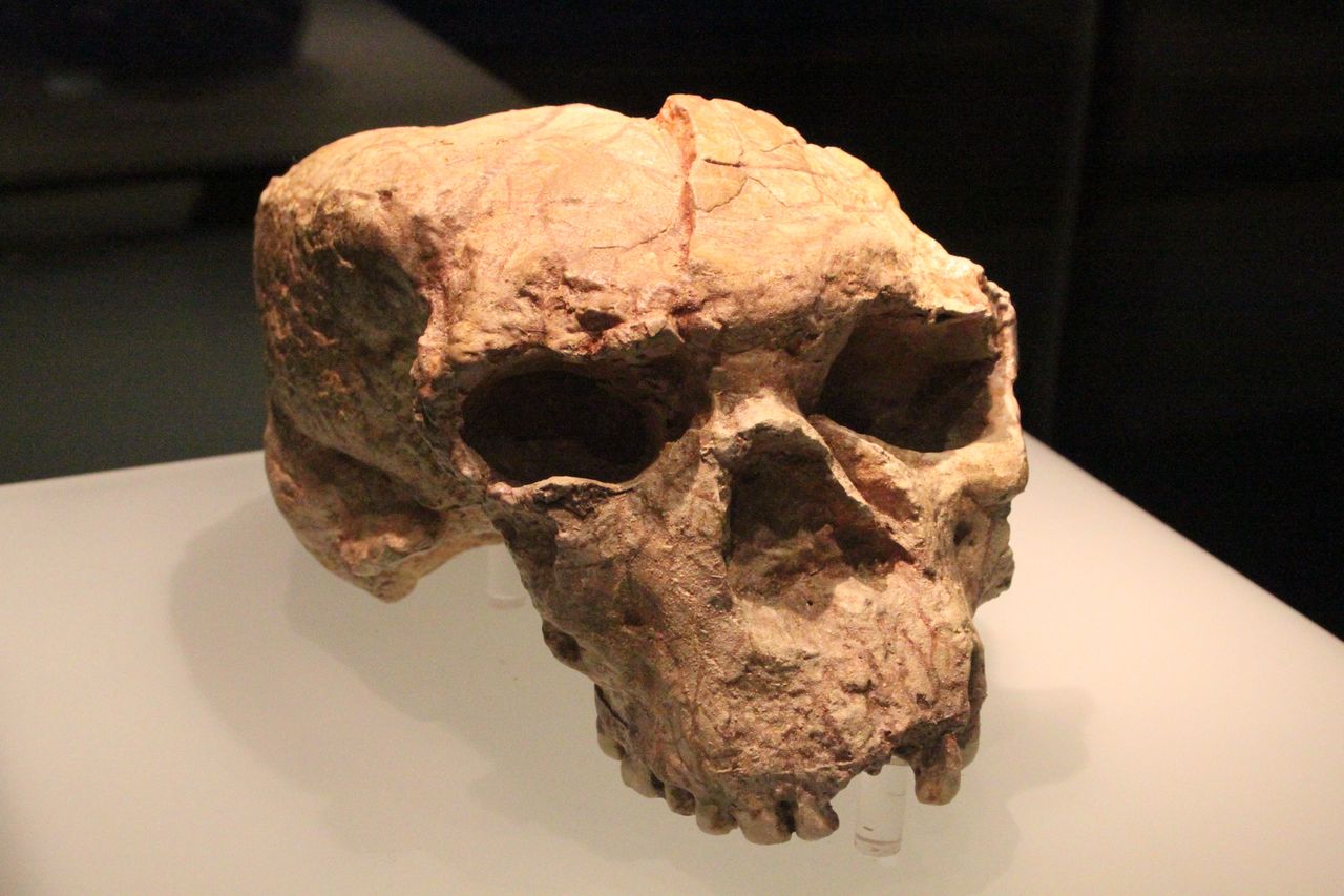 Yunxian Man's skull