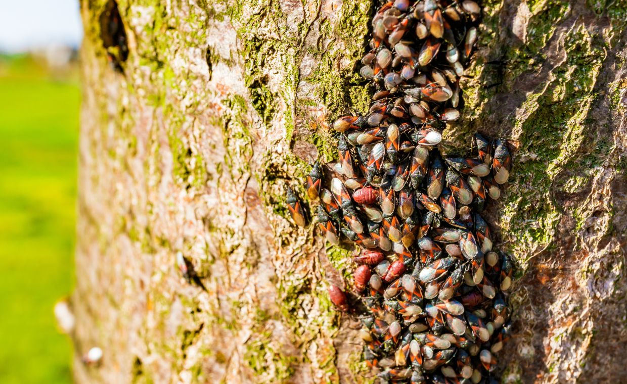 Egzotyczny owad w Polsce. W jaki sposób może zagrozić miejskim roślinom?
