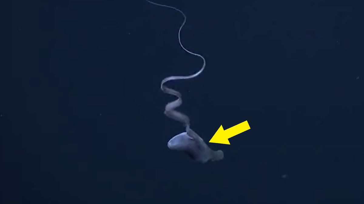 Połykacz z pełnym brzuchem w oceanie.