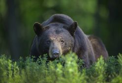 Trwa polowanie na niedźwiedzia po śmiertelnym ataku na biegacza