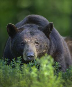 Trwa polowanie na niedźwiedzia po śmiertelnym ataku na biegacza