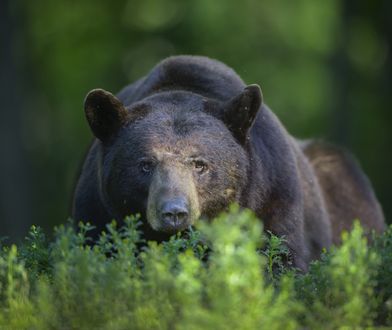 Trwa polowanie na niedźwiedzia po śmiertelnym ataku na biegacza