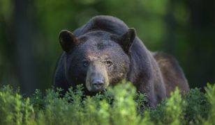 Trwa polowanie na niedźwiedzia po śmiertelnym ataku na biegacza