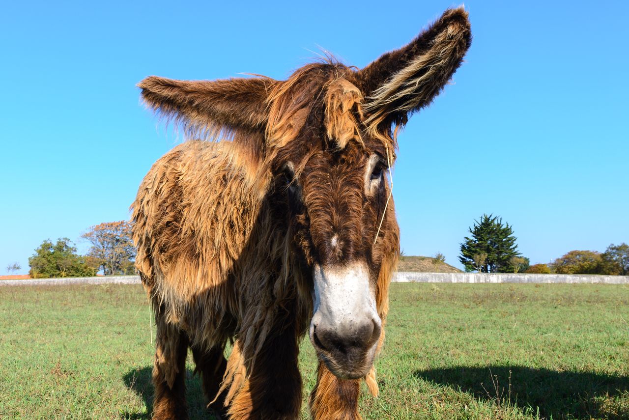 Chorzów: Śląski Ogród Zoologiczny powitał nowego mieszkańca