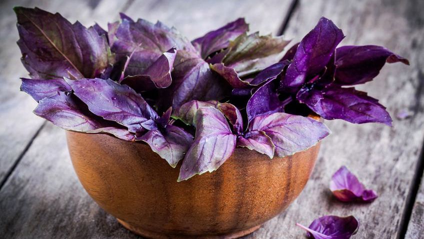 Właściwości czerwonej bazylii. Poznaj je wszystkie (WIDEO)