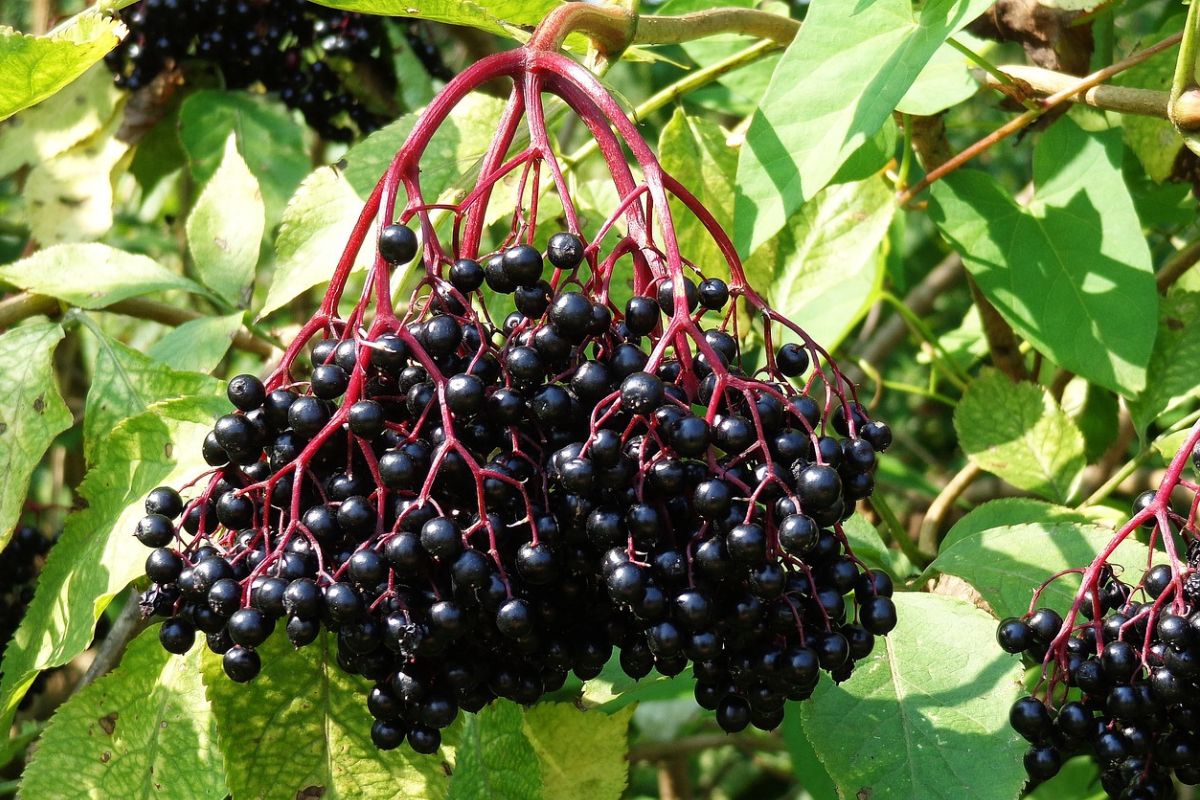 Owoce bzu czarnego wykazują działanie przeciwwirusowe