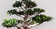 Rośliny polecane na bonsai