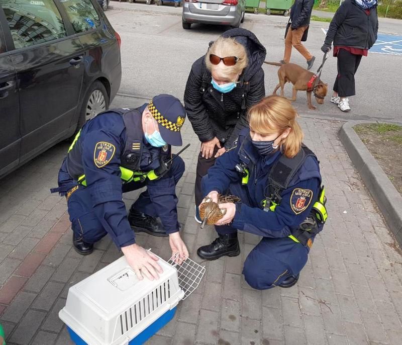Warszawa. Część młodych kacząt udało się przenieść na pobocze drogi