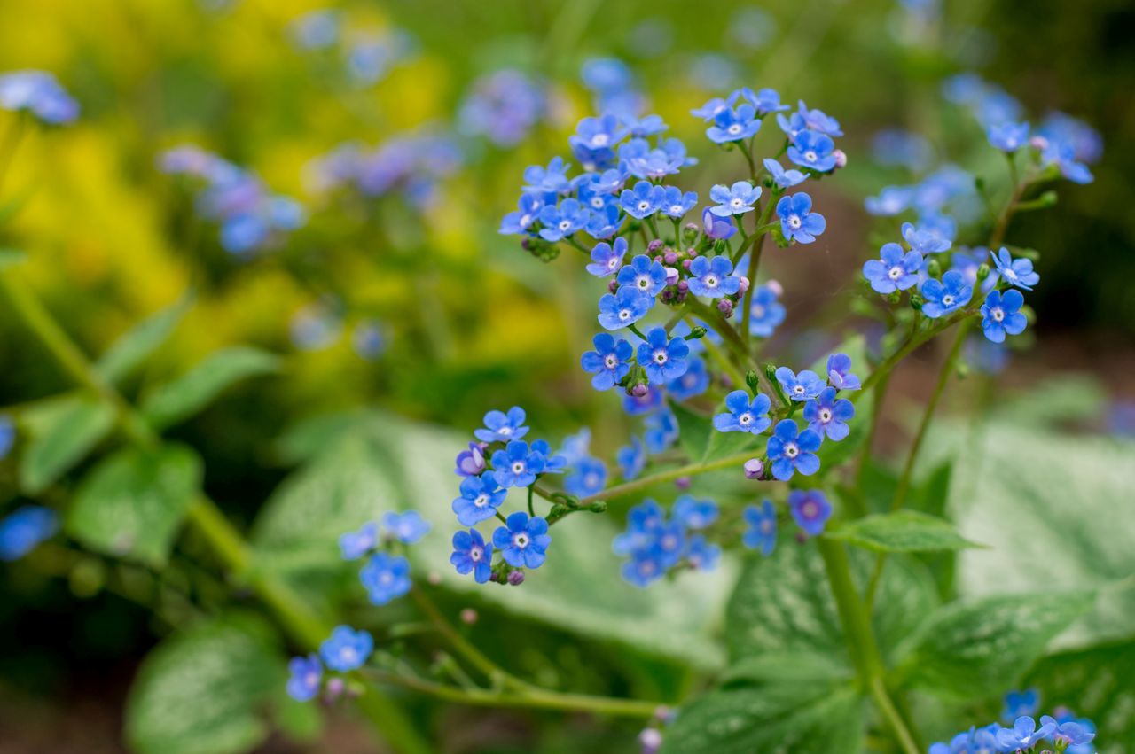 Brunera wielkolistna (Brunnera)