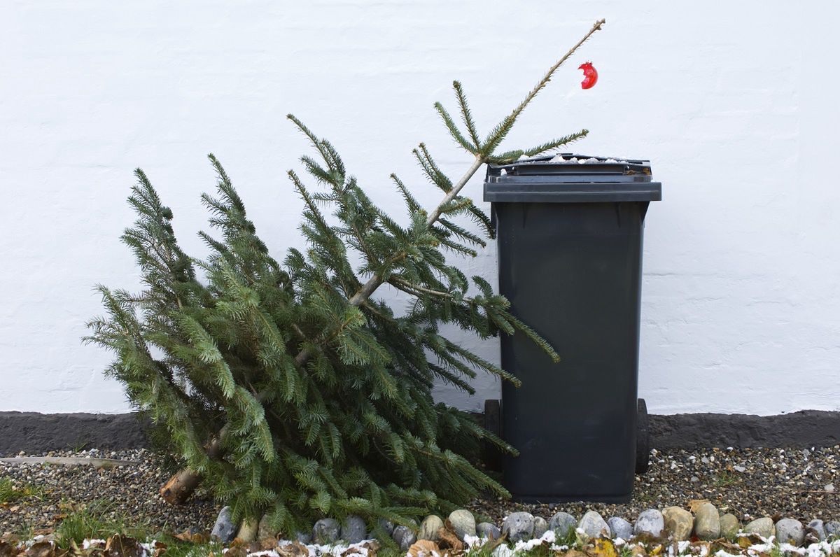 Reviving your post-holiday tree: Ingenious ways to repurpose your Christmas evergreen