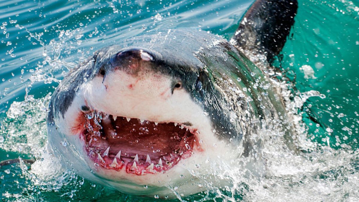 35-latka została zaatakowana przez żarłacza białego w trakcie surfowania 