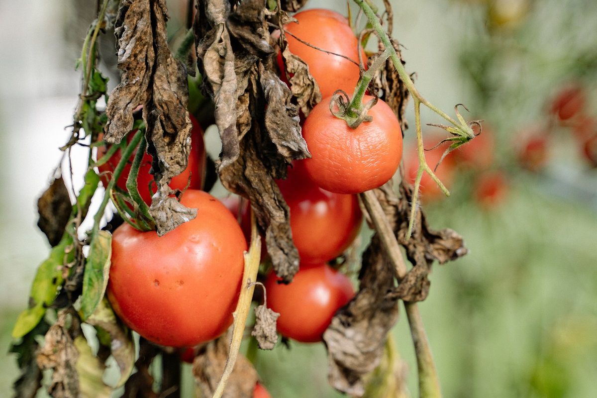 Zaraza ziemniaczana na pomidorach w kilka dni może zniszczyć uprawę. Fot. Freepik